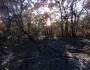 Post-fire scenes from the Australian bush