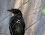 Currawong youngsters with Avian Pox (plus a bonus cicada story)