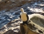Little Pied Cormorant on honeycomb rock