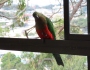 So lucky! King Parrots and Eastern Rosellas come to visit