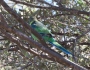 Australian Ringneck parrot at Cobar