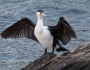 Pied Cormorant: first sighting!