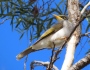 Yellow-throated Miners see off a Noisy Friarbird