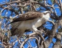 Osprey chased off by raven and noisy miners