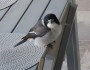 Butcherbirds sang to&nbsp;me!