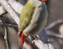 Red-browed Finch