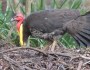 Brush-turkeys mating on a mound built by the&nbsp;male