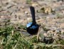 Video of a Superb&nbsp;Fairy-wren