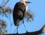 White-necked Herons in Sydney’s Northern&nbsp;Beaches