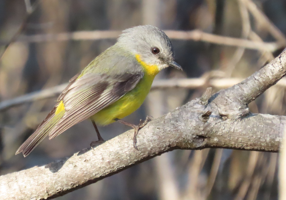 Prety Robi Pretty yellow robin | Sydney Birder