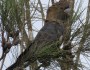 Glossy Black-Cockatoo