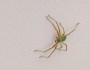Green huntsman spider