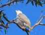 Very light-coloured Grey&nbsp;Goshawk
