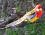 Bird on a wire – Eastern&nbsp;Rosella