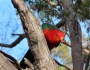 King Parrots amongst Grevillea&nbsp;flowers