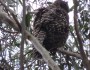 Powerful Owl dozing in the&nbsp;treetops