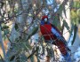 Crimson Rosella looking&nbsp;gorgeous