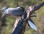 White-faced Heron stretching