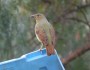 Bowerbirds, a bower, and dumpster&nbsp;diving