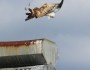 Brown Falcon and Black-shouldered Kite having a&nbsp;barney