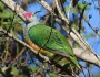 Rose-crowned Fruit Dove near&nbsp;Sydney