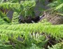 Alas, butcherbirds nest abandoned when tree fern&nbsp;sprouted