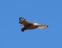 My first Nankeen&nbsp;Kestrel