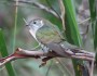 Shining Bronze-Cuckoo, first&nbsp;sighting