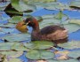 Fun facts about&nbsp;Grebes