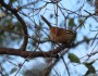 Birds in Hoedspruit, South&nbsp;Africa