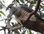 Pacific Baza eating a stick&nbsp;insect