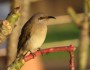 Brown Honeyeater in&nbsp;Brisbane