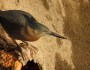 Nankeen Night Heron poised on Brisbane river&nbsp;bank