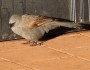 Apostlebird looking spruce