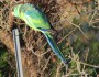Australian Ringneck parrot at Wilpena&nbsp;Pound