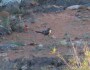 My first Chestnut-crowned Babblers