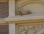 Little Corellas are brown in Broken&nbsp;Hill