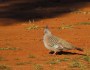 Crested Pigeons, colours of the&nbsp;Outback