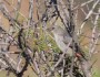Female Mistletoebird in the Living Desert State&nbsp;Park
