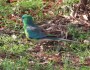 Red-rumped Parrots, male and&nbsp;female