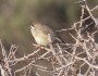 Southern Whiteface, what a&nbsp;cutie