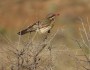 Spiny-cheeked Honeyeater near Broken&nbsp;Hill