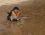 Welcome Swallow studying a&nbsp;puddle