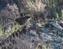 Another Babbler, another first! White-browed&nbsp;Babbler