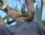 White-plumed Honeyeater in&nbsp;Nyngan