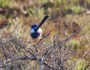 Excited to see a White-winged&nbsp;Fairy-wren