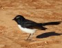Willie Wagtail looking&nbsp;alert