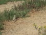 My first Pipit