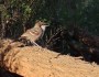 Chestnut-crowned Babblers gathering nest&nbsp;material