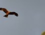 My first Black&nbsp;Kite